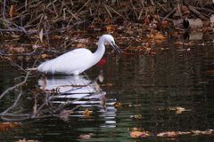 サギのコロニ-の様子