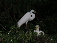 サギのコロニ-の様子