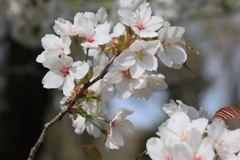 家の近くの桜