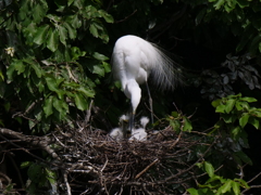 サギのコロニ-の様子