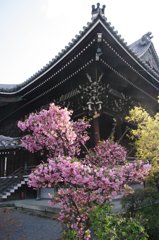 西本願寺にて