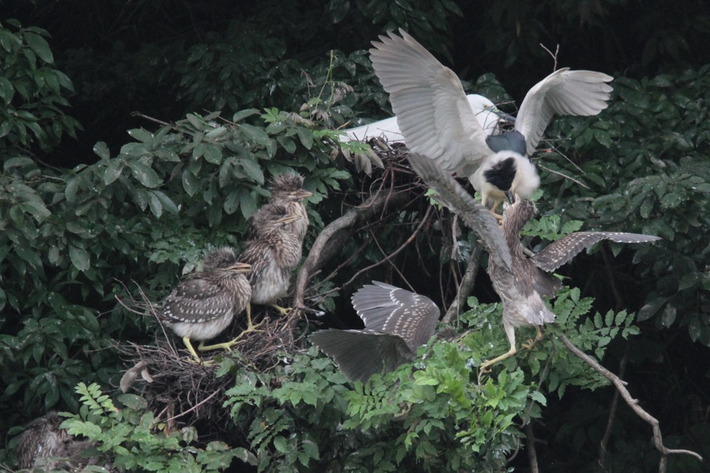 ゴイサギの餌やり