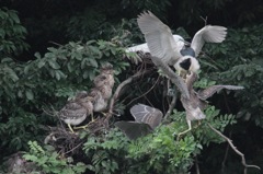 ゴイサギの餌やり