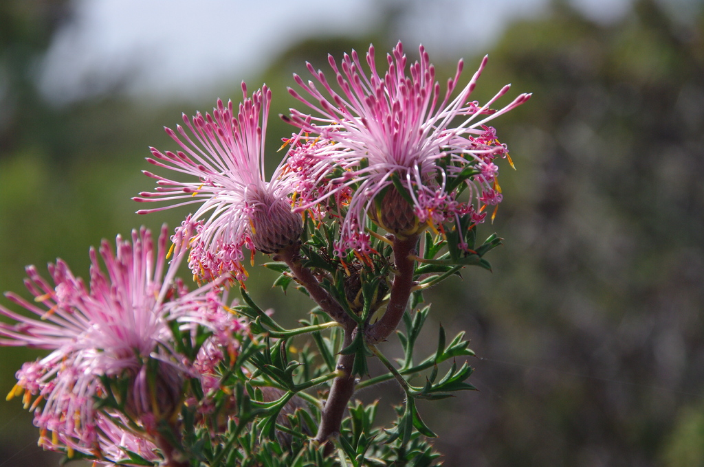 西オーストラリアの花