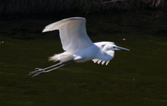 サギのコロニ-の様子