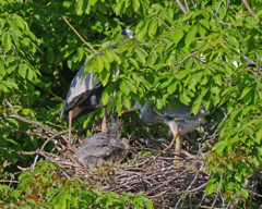 サギのコロニ-の様子