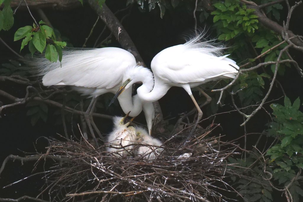 サギのコロニ-の様子