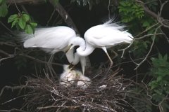 サギのコロニ-の様子