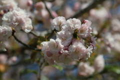 家の近くの桜