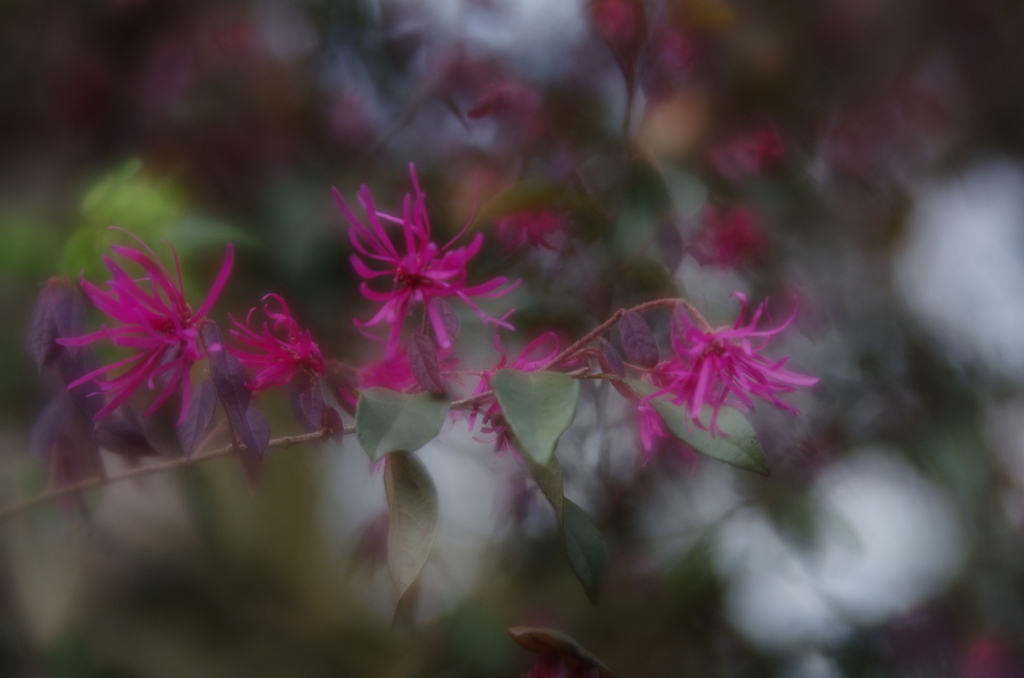Lensbaby Velvet 56