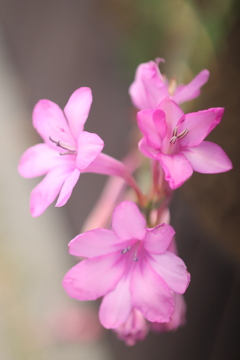 TAMRON SP 90ｍｍ　macro　F2.5