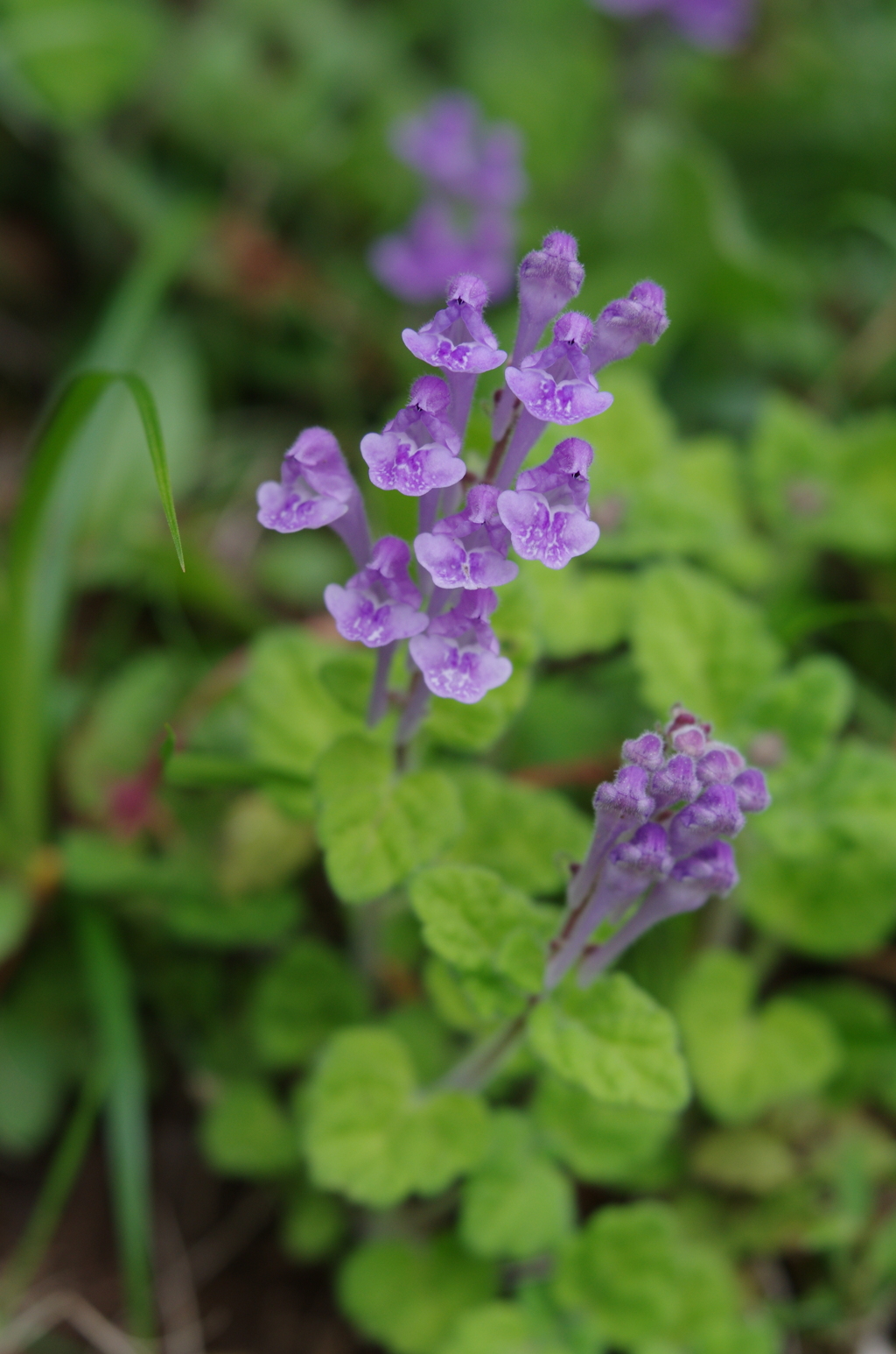 Lensbaby  Velvet 56