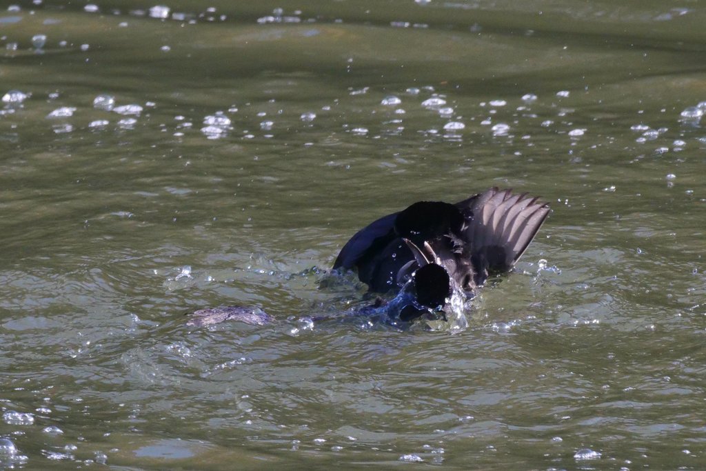 サギのコロニ-の様子