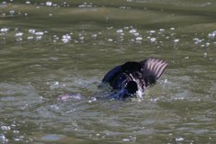 サギのコロニ-の様子