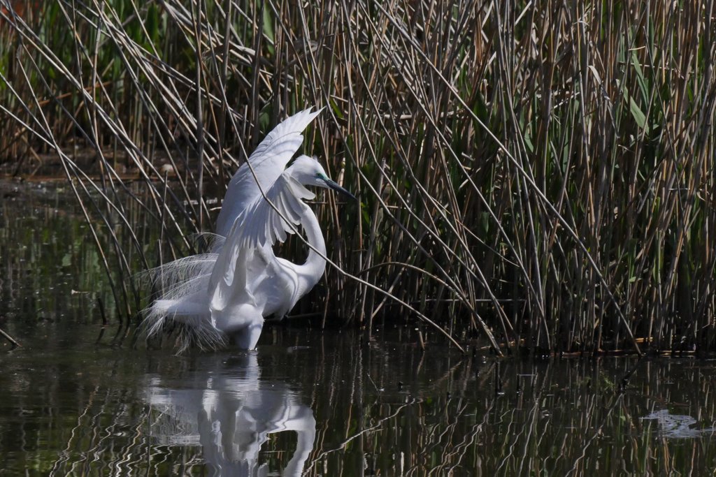 サギのコロニ-の様子