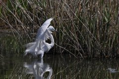 サギのコロニ-の様子