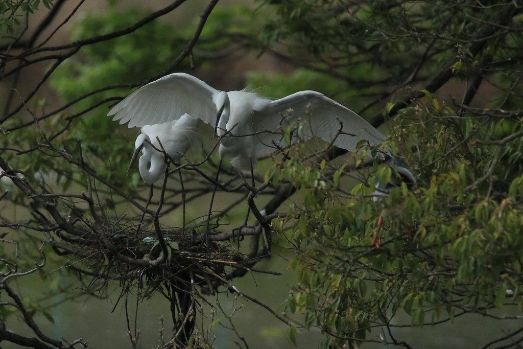 サギのコロニ-の様子
