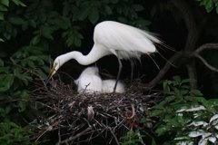 サギのコロニ-の様子