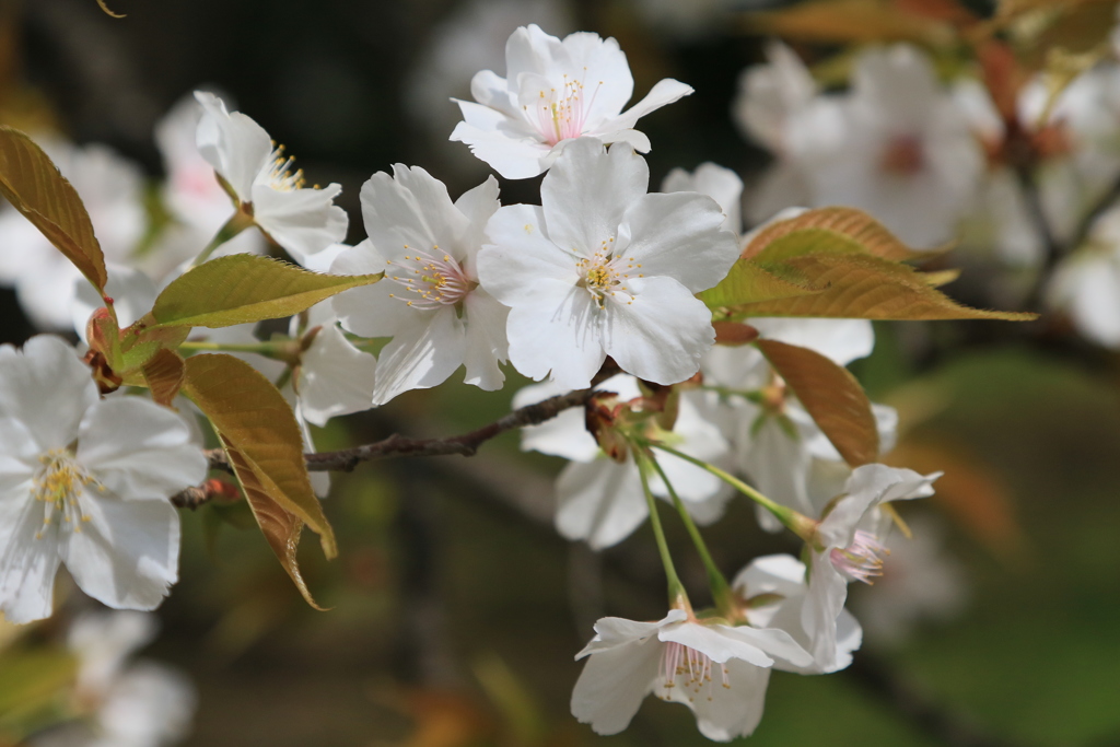 家の近くの桜