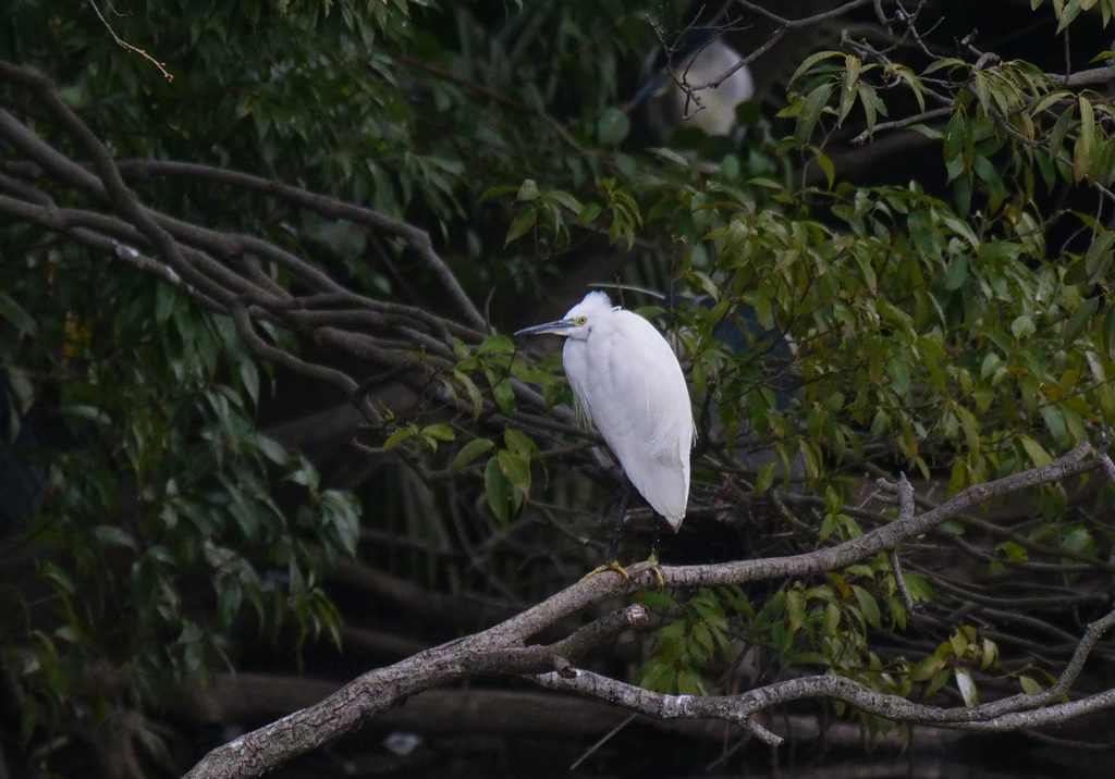 サギのコロニ-の様子