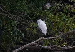 サギのコロニ-の様子