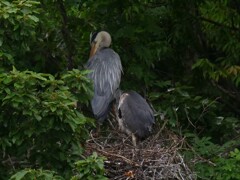 サギのコロニ-の様子