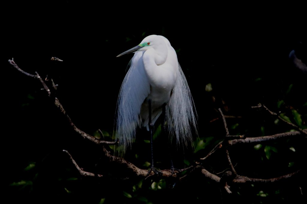 サギのコロニ-の様子