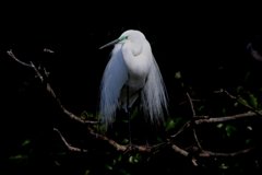 サギのコロニ-の様子