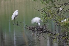サギのコロニ-の様子
