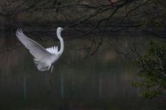 繁殖期のダイサギ