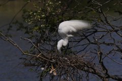 サギのコロニ-の様子