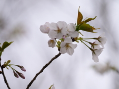 染井吉野で無い桜