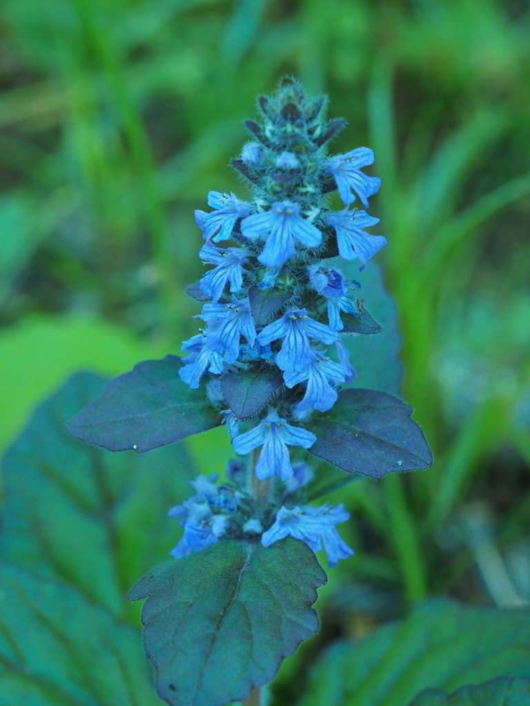 ジュウニヒトエ