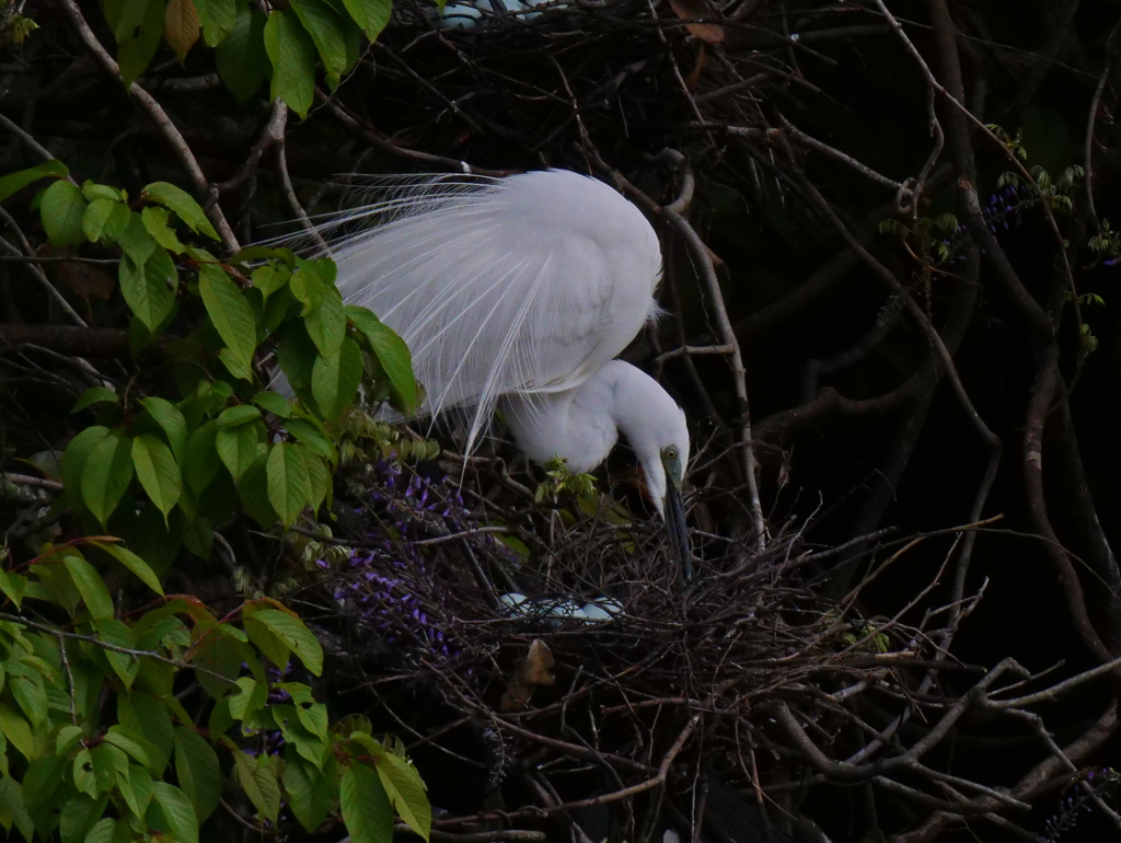 サギのコロニ-の様子