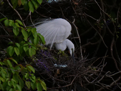 サギのコロニ-の様子