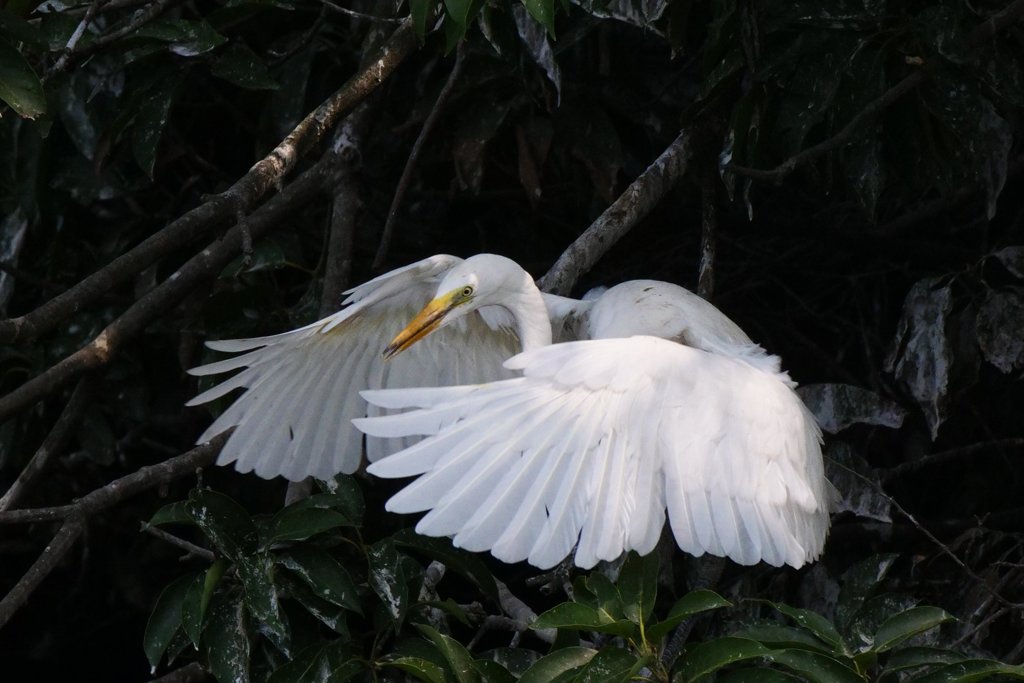 サギのコロニ-の様子