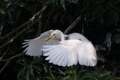 サギのコロニ-の様子