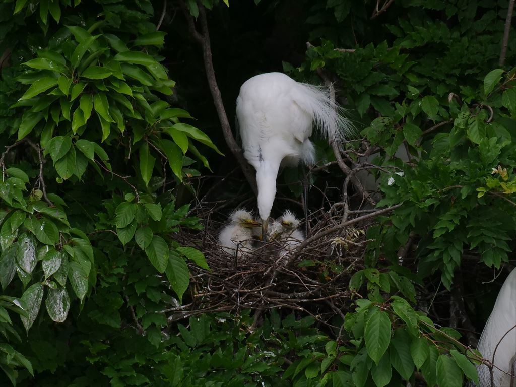 サギのコロニ-の様子