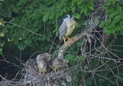サギのコロニ-の様子
