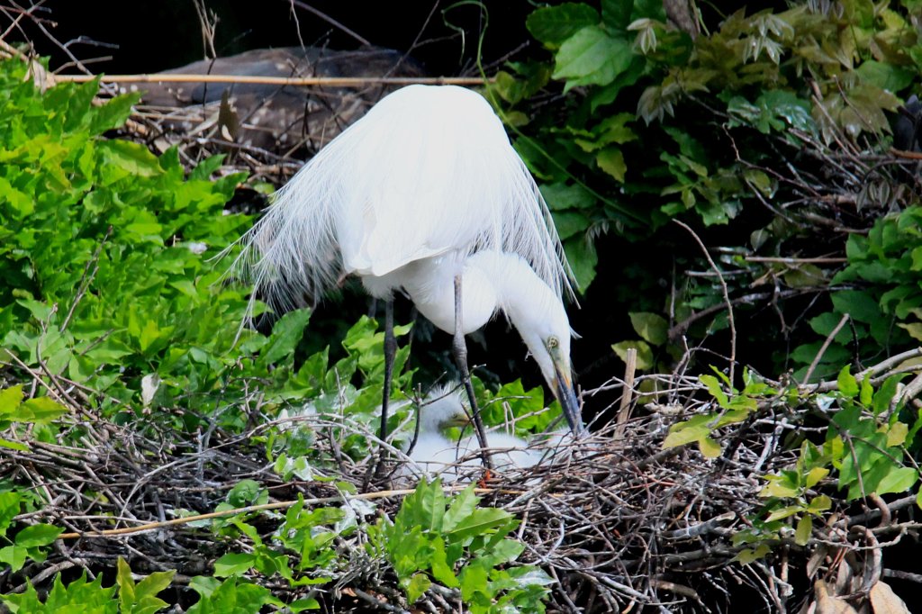 やっと孵化しました