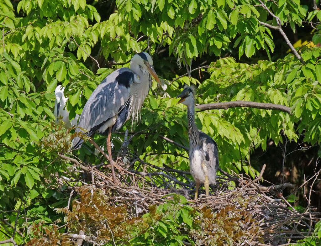 サギのコロニ-の様子