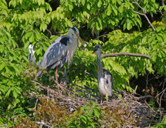 サギのコロニ-の様子