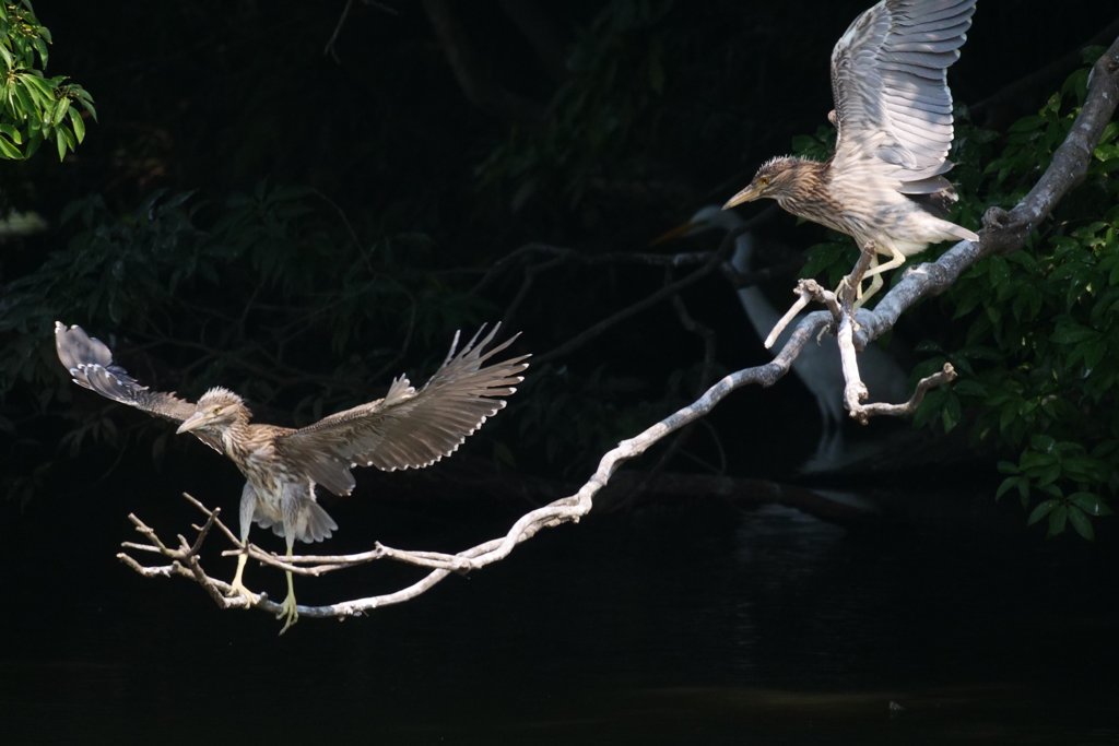 サギのコロニ-の様子