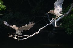 サギのコロニ-の様子