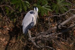 サギのコロニ-の様子