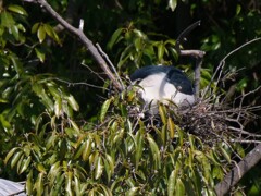 サギのコロニ-の様子