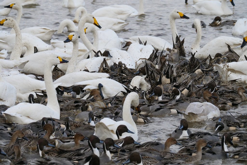 印西市本埜の白鳥
