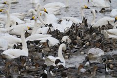 印西市本埜の白鳥