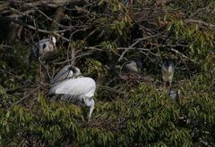 サギのコロニーの様子