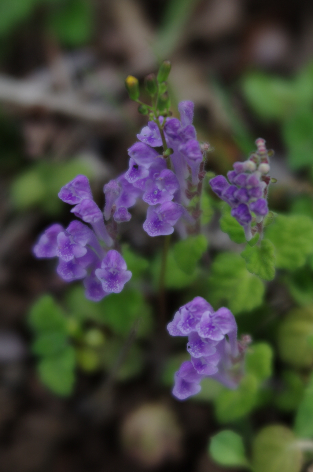Lensbaby ソフトレンズ Velvet 56 56mm